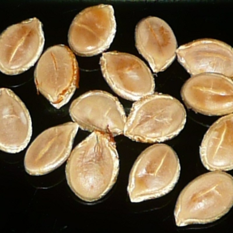 কুমড়ার বীজ (Pumpkin Seed)