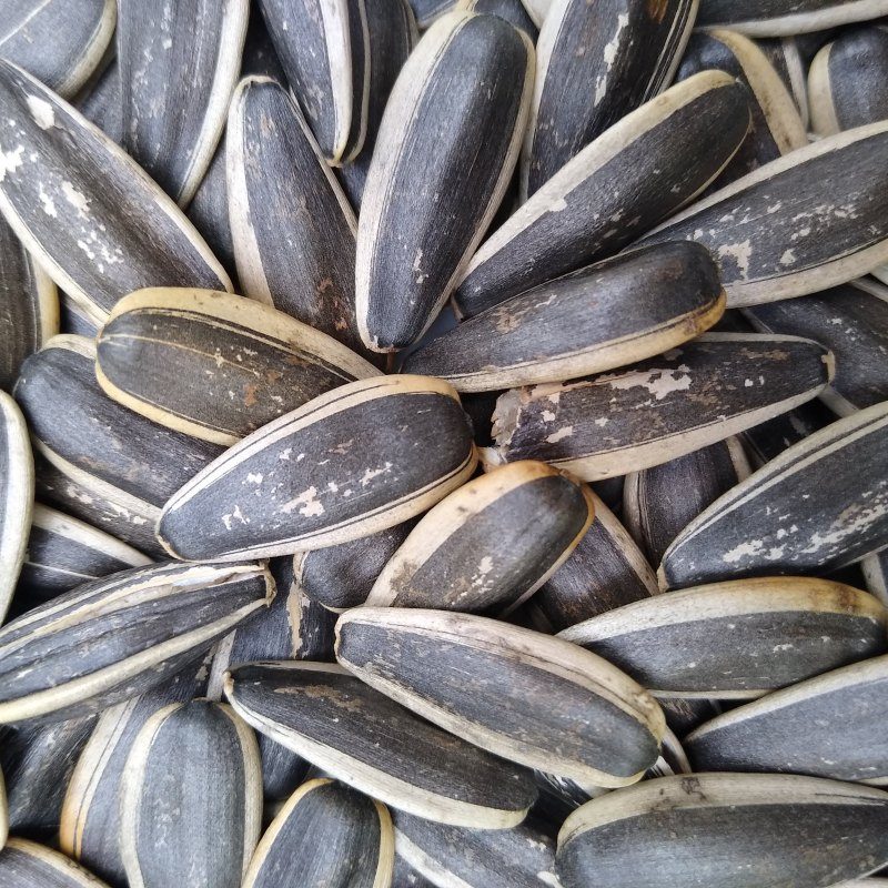 সূর্যমুখী বীজ (Sunflower Seed)