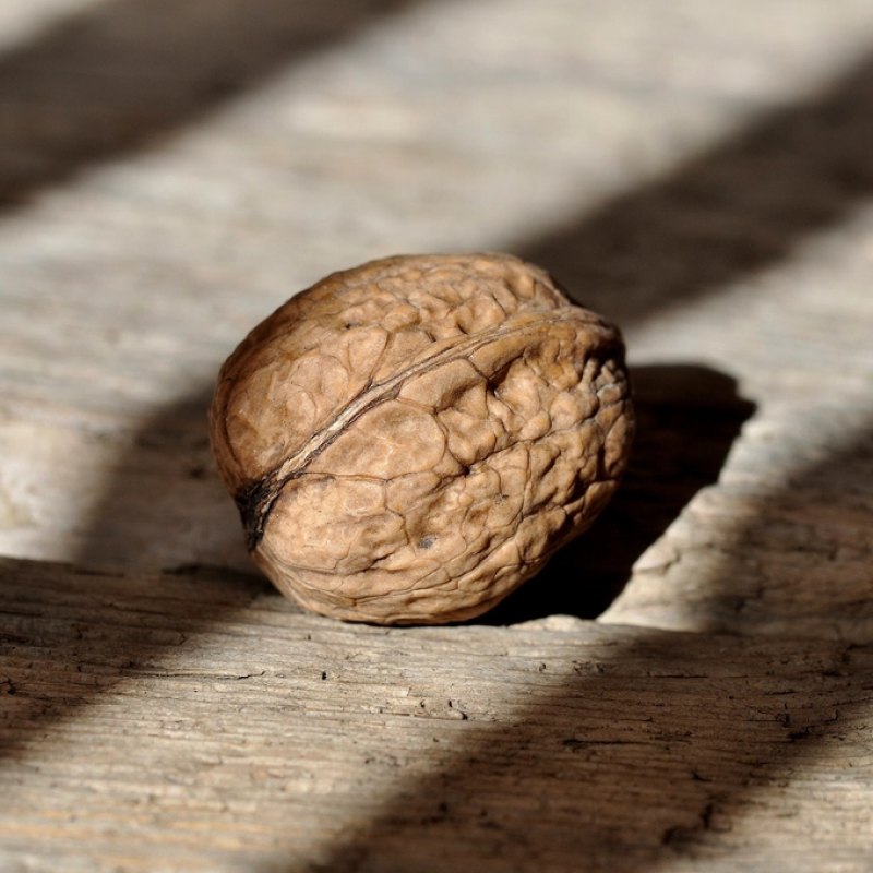 আখরোট (Walnut) — কার্নেল